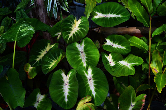 Colocasia Tropical Storm