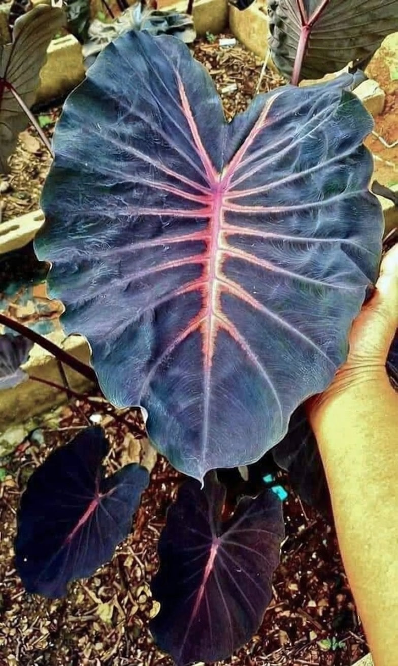 Colocasia Violet Fantasy