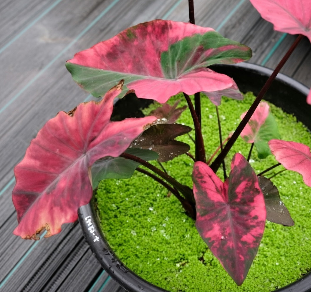 Colocasia Red Hulk