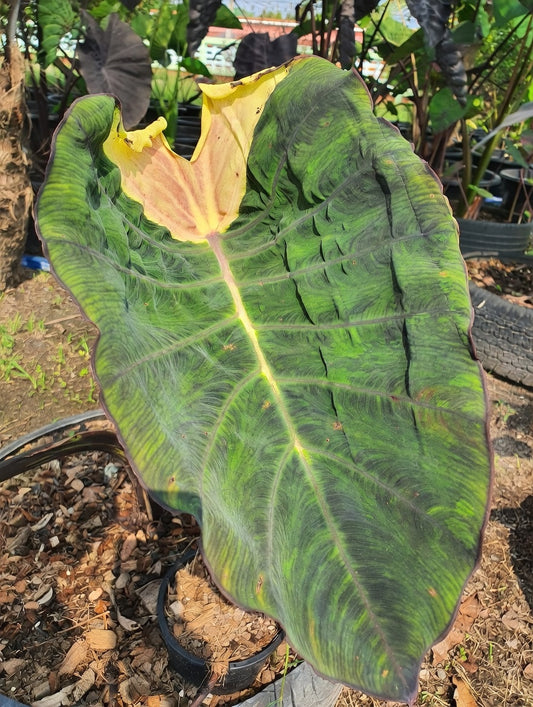 Colocasia Lunar Eclipse