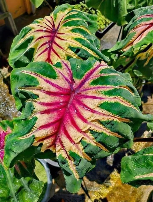 Colocasia Siren Sun Moon
