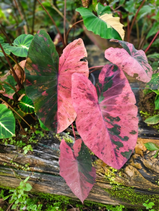 Colocasia Freya