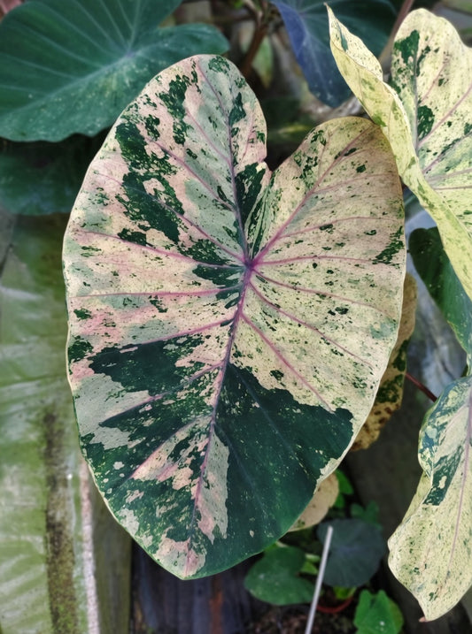 Colocasia Cloud Sky