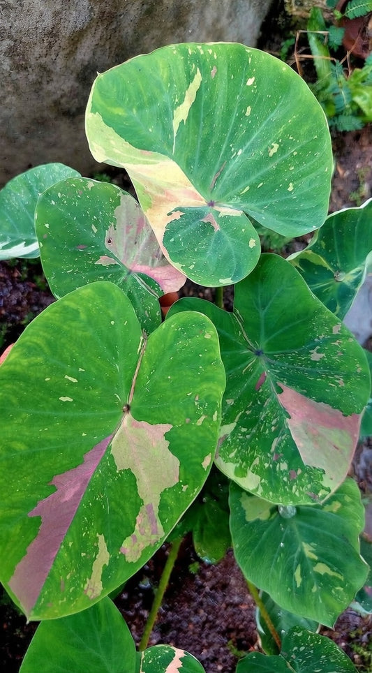 Colocasia Siam Ruby