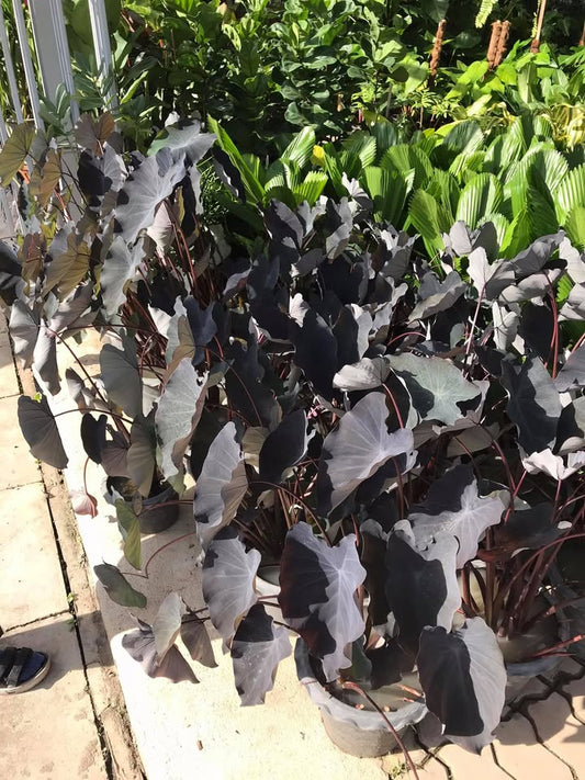 Colocasia Black Runner