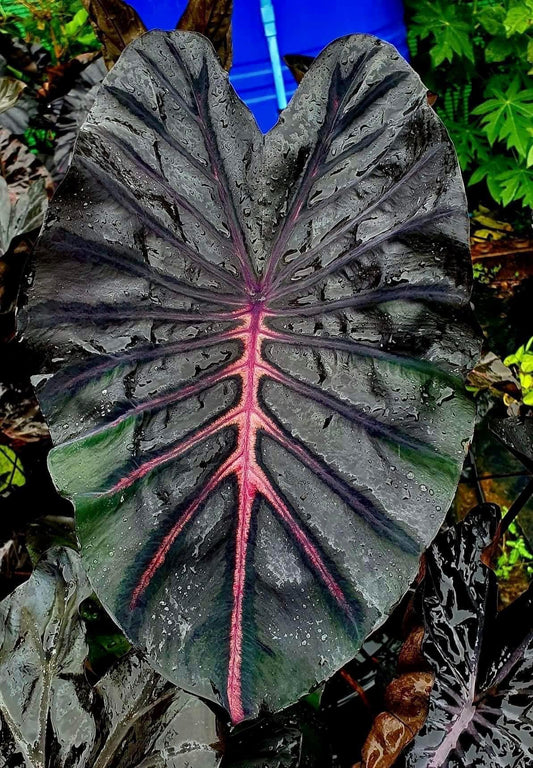 Colocasia Naga Bless