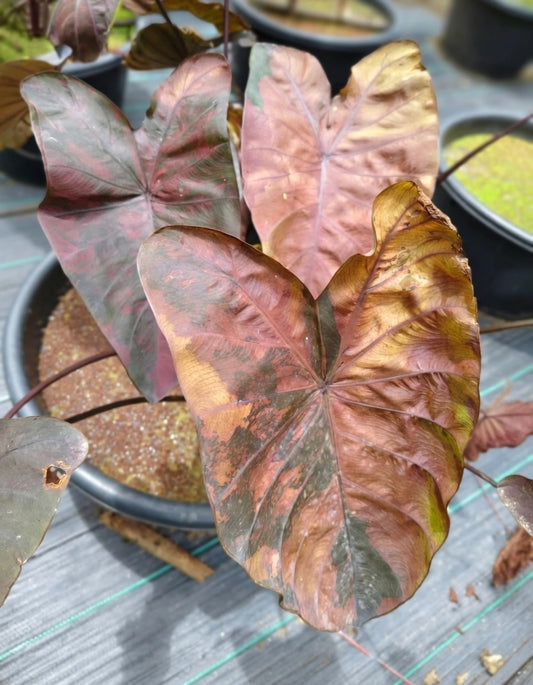 Colocasia Brownies