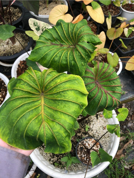 Colocasia Aphrodite