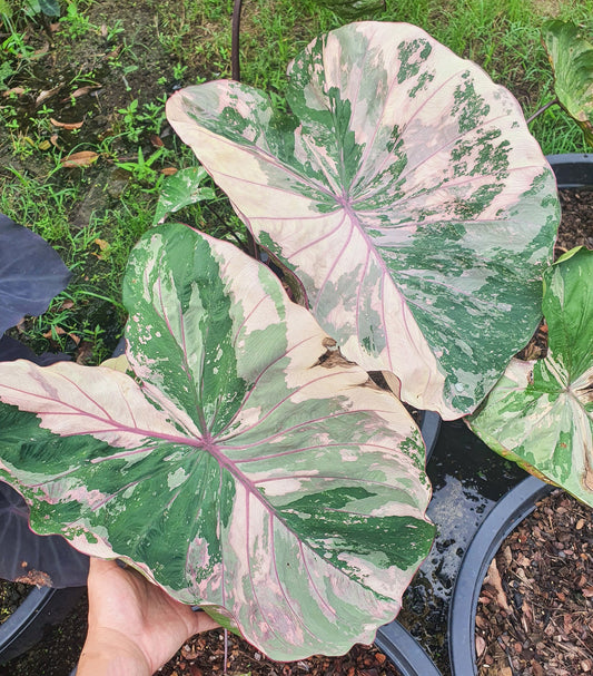 Colocasia Pink Wagyu