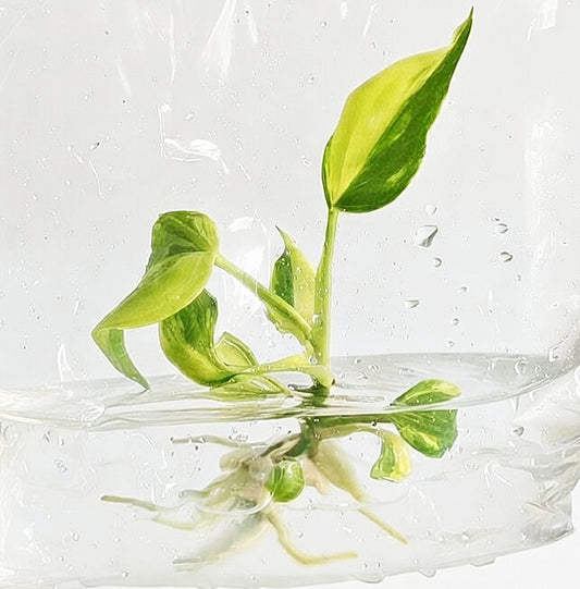 Philodendron Micans Variegated