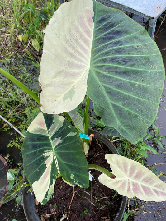 Colocasia Tani