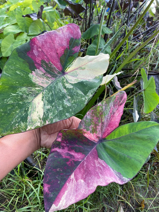 Colocasia Bua Chompoo (Pink Lotus)