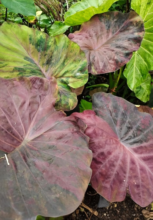 Colocasia Brown Sugar