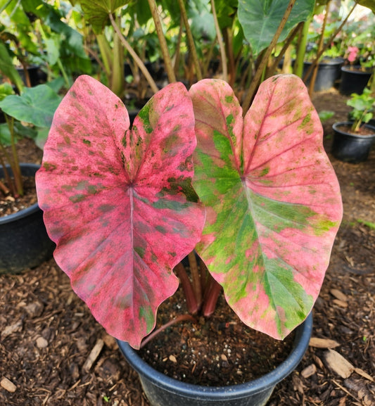 Colocasia Pink Praw