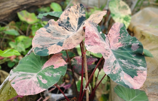 Colocasia Star Wars Episode Three