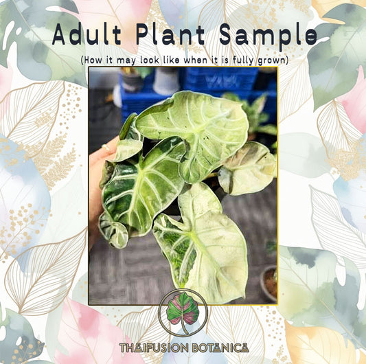 Alocasia Balloon Heart Mint Variegated TC