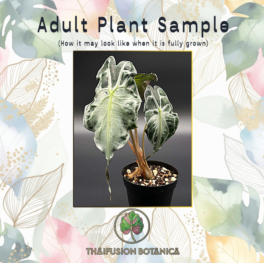 Alocasia Venom mature specimen sample