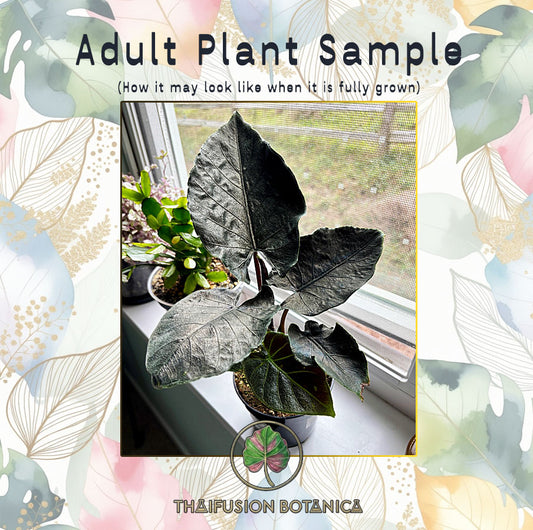 Alocasia Antoro