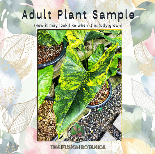 Alocasia Epilithica Aurea Variegated