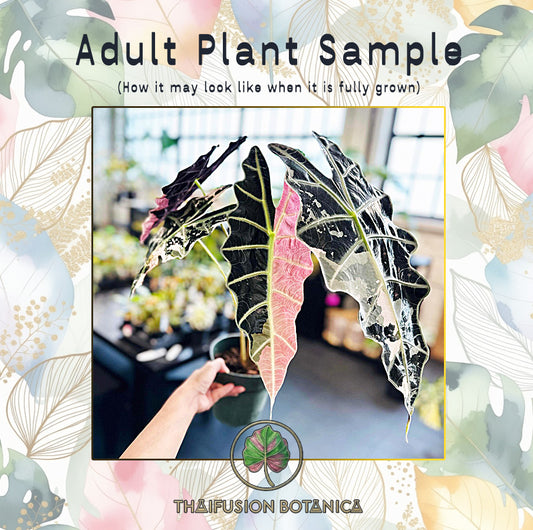 Alocasia Amazonica Pink Variegated