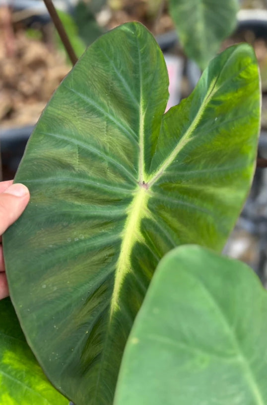 Colocasia Yellow Future