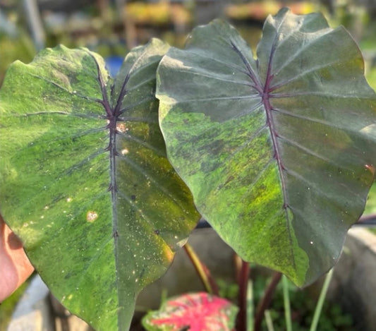 Colocasia Bushido