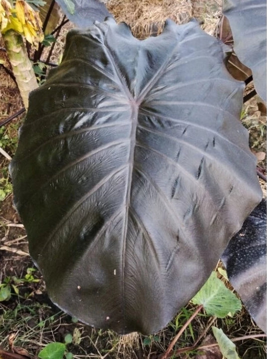 Colocasia Black Jellyfish Batman