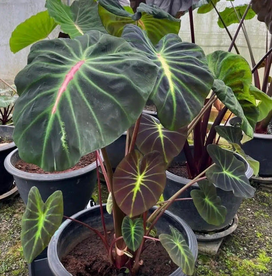 Colocasia Glowing Bones