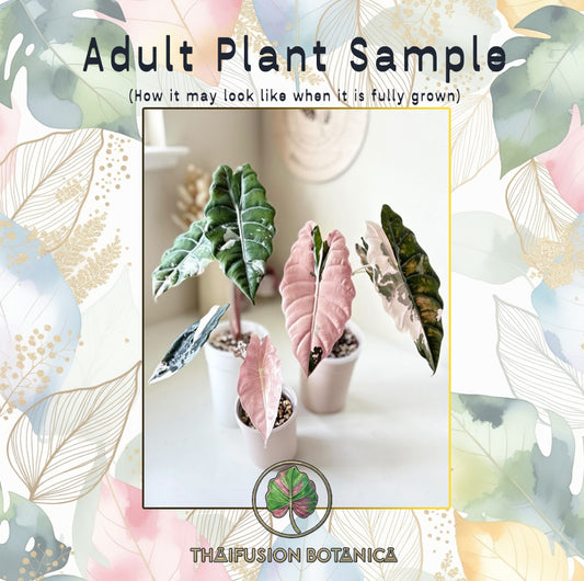 Alocasia Chantrieri Albo/Pink Variegated