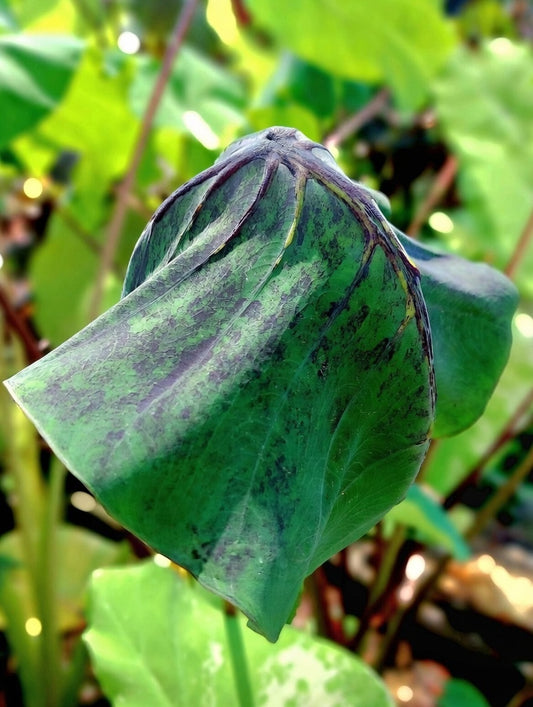Mature Colocasia Anatomy leaf showing its typical folded, cupped growth habit in green with charcoal mottling