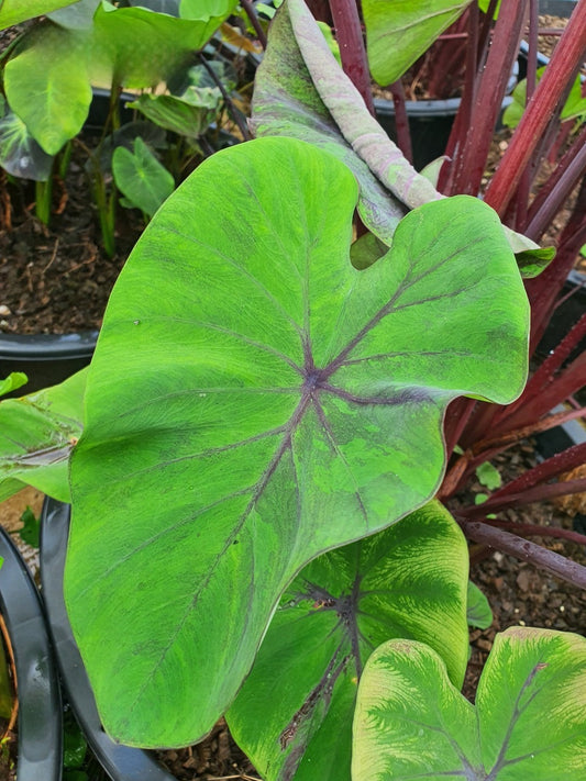 Colocasia Papua Serui
