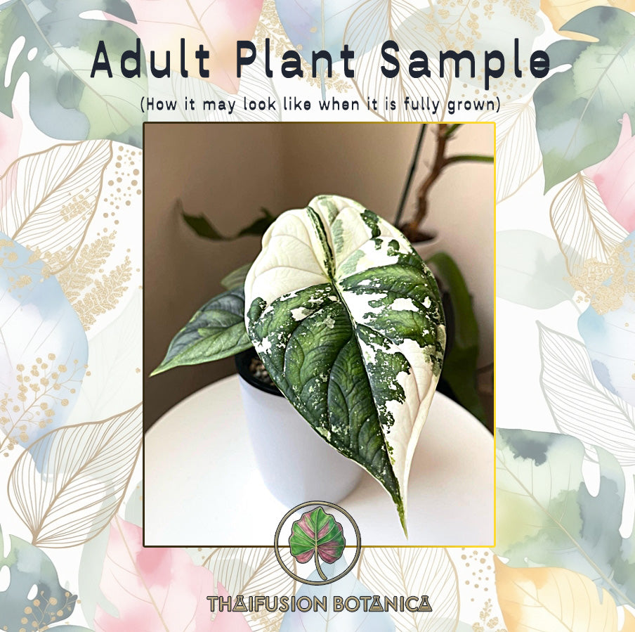 Alocasia Dragon Scale Albo Variegated mature specimen sample