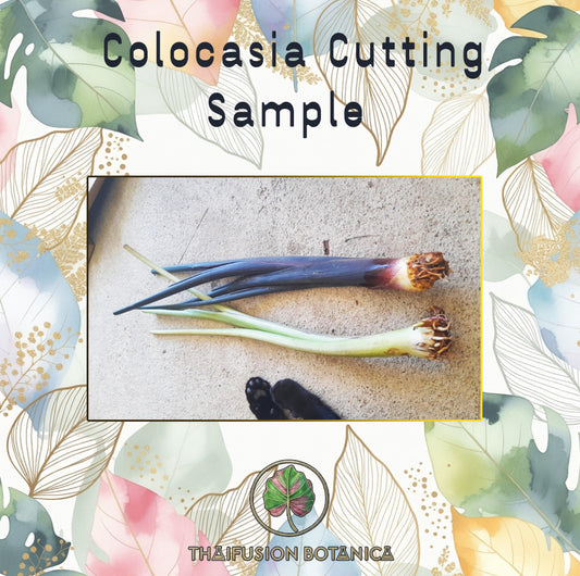 Colocasia Black Ripple