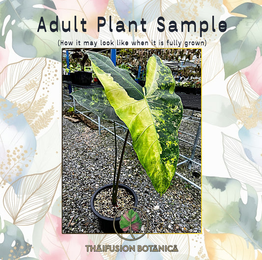 Alocasia Longiloba Variegated