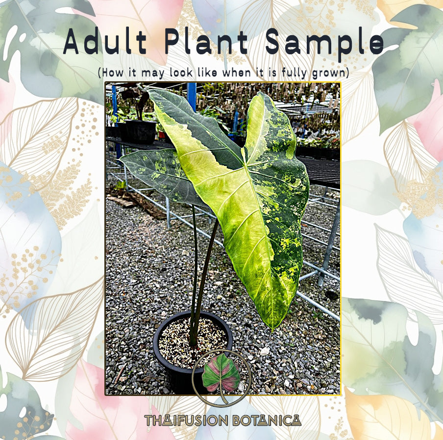Alocasia Longiloba Albo Variegated mature specimen sample