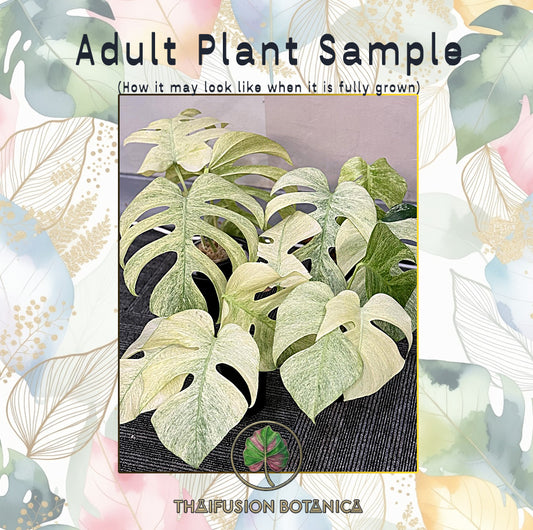 Monstera Deliciosa Mint Variegated