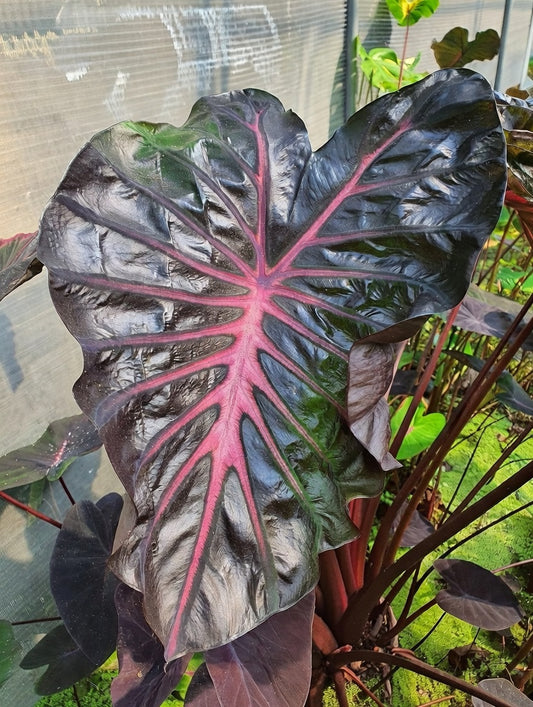 Colocasia Black Lava