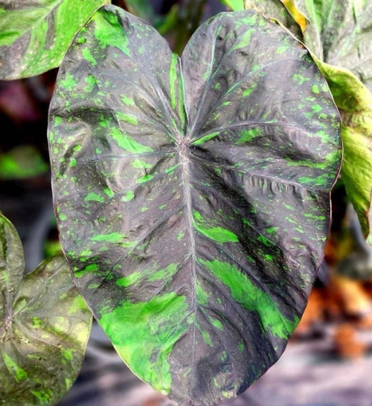 Colocasia Emerald Galaxy