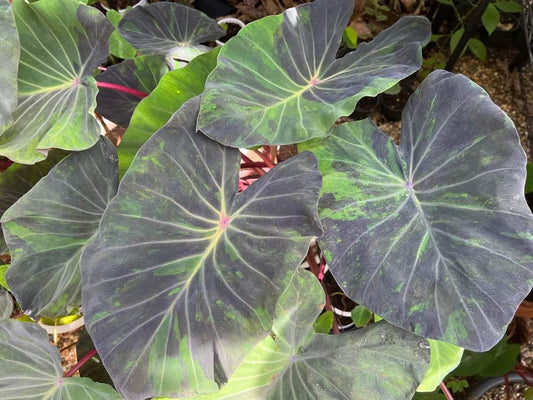 Colocasia Black Marble