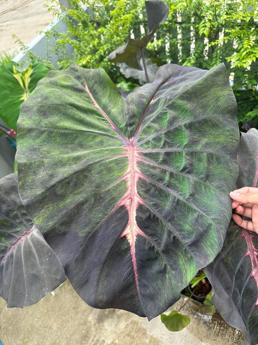 Colocasia Nebula