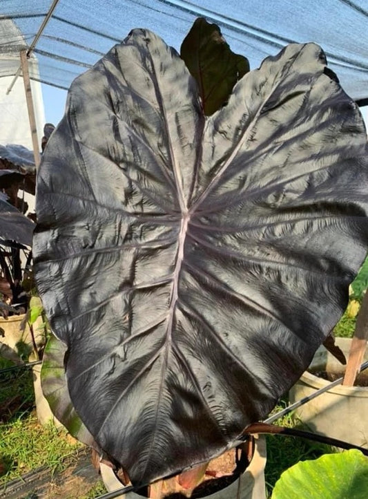 Colocasia Black Matrix