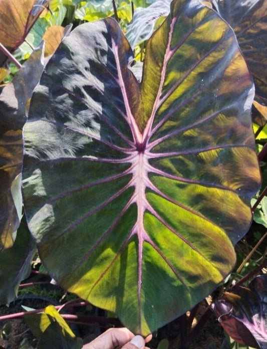 Colocasia Chiang Mai Girl