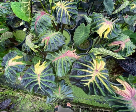 Colocasia Tossakan