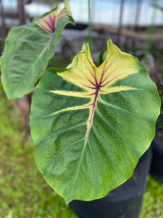 Colocasia Pigtail Princess