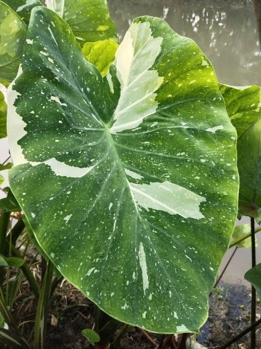 Colocasia Milky Way
