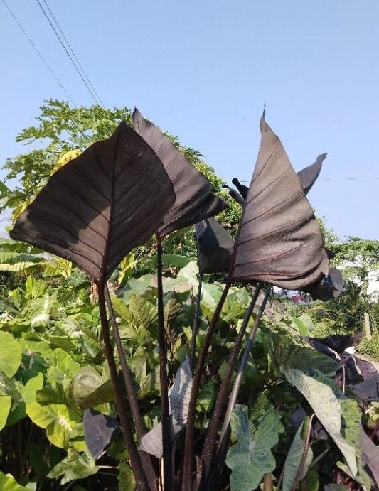 Colocasia Americano