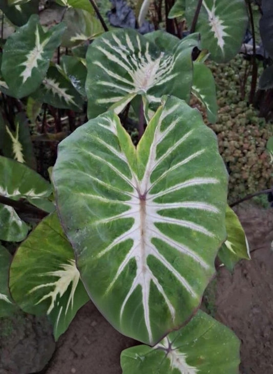 Colocasia Watermelon Princess