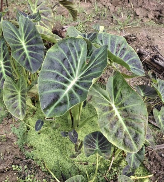 Colocasia Shiva