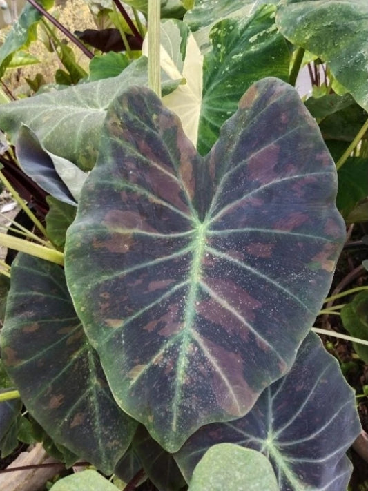 Colocasia Midnight Bride