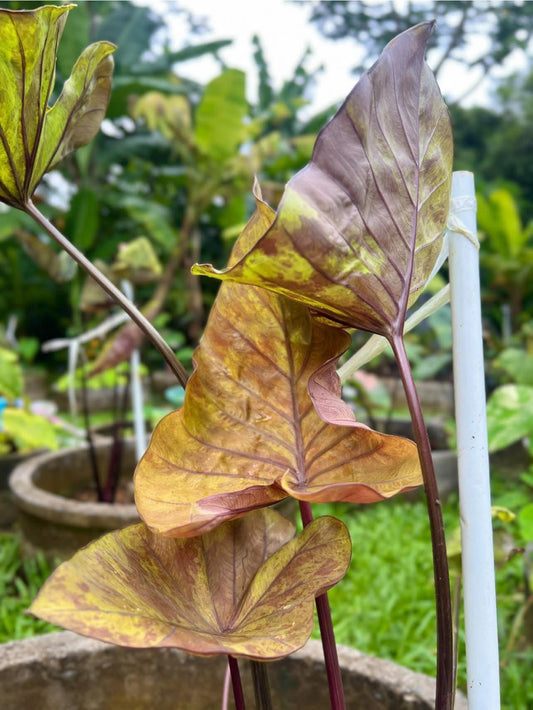 Colocasia Golden Cup